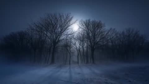 Moonlight Filtering Through Bare Winter Trees in Foggy Glade, Cinematic Night Sequence