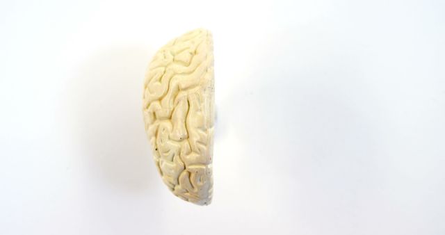 Half brain cross section showing intricate details of brain anatomy on white background. Ideal for use in educational materials, scientific research publications, medical illustrations, cognitive science studies, and healthcare presentations.