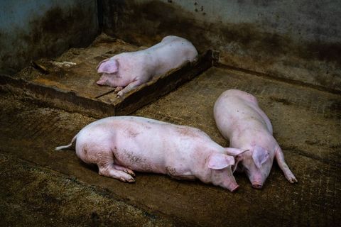 Three domestic pigs resting in enclosed pen
