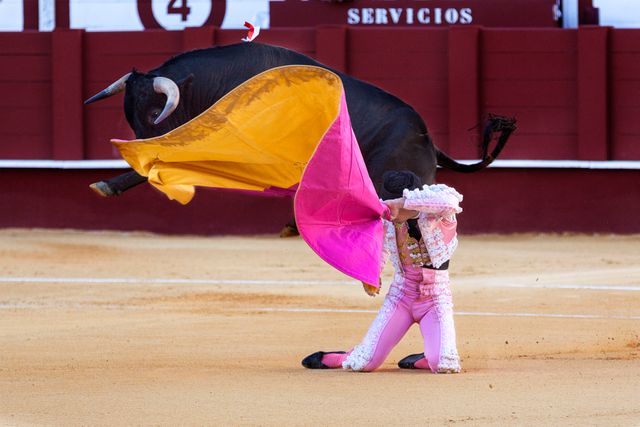 Matador skillfully maneuvering cape to guide charging bull in traditional Spanish bullring. Can be used in articles about Spanish culture, travel brochures, educational materials on traditions and festivals, or features about bullfighting sport.