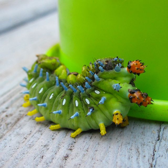 Close-up of a vibrant green caterpillar with colorful spikes, crawling on a wooden surface near a green object. This image captures the detailed textures and vivid colors of the caterpillar. Ideal for use in educational materials, nature-themed projects, entomology articles, or as a stunning nature photography example.