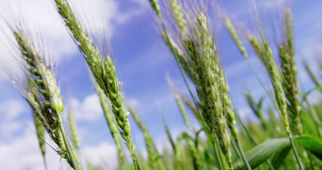 Close-up of green wheat ears against a bright blue sky with fluffy clouds, with copy space. The image captures the beauty of agricultural growth and the promise of a future harvest.