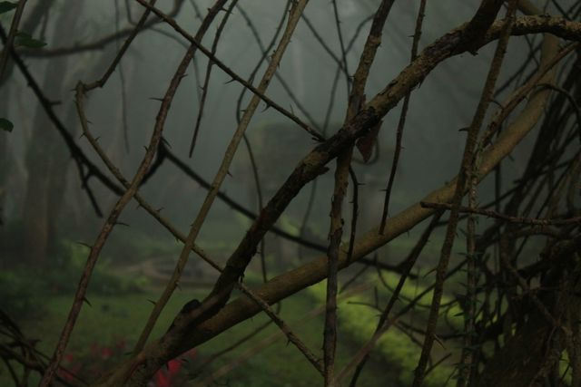 Mysterious Misty Forest with Dense Branches and Vines - Download Free Stock Photos Pikwizard.com