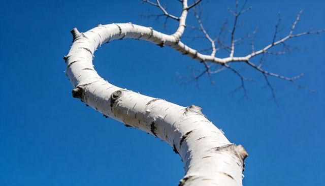 Curving birch trunk ascending against clear blue sky with peeling white bark and bare branches
