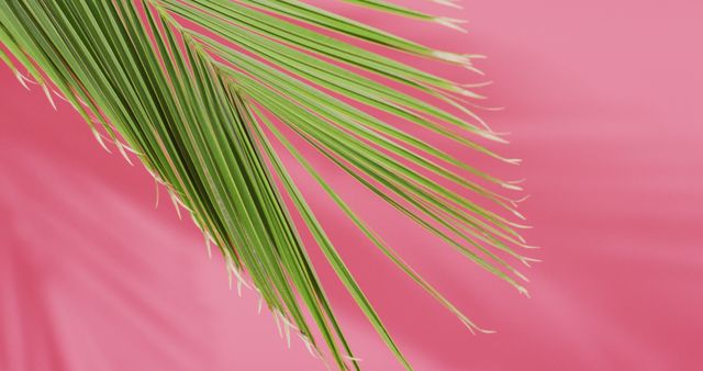 Green palm leaf and shadow on pink background with copy space. Tropical, exotic background concept digitally generated image.
