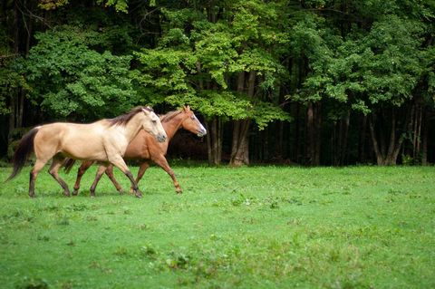 Two Horses Trotting Across Lush Green Pasture with Woodland Edge for Equestrian Lifestyle