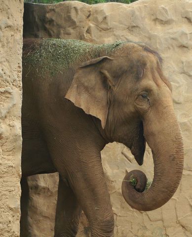 Asian elephant eating hay with curled trunk against textured sandstone enclosure wall