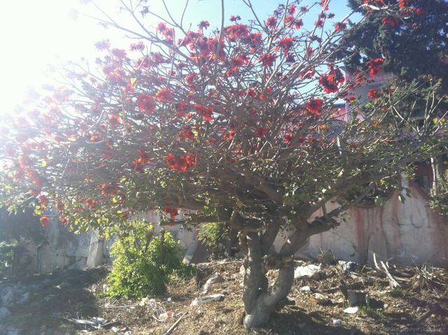 Blooming Tree with Red Flowers in Sunlit Outdoor Landscape - Download Free Stock Photos Pikwizard.com