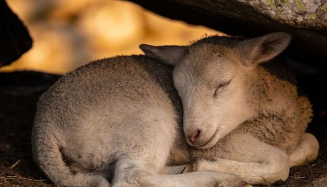 Sleeping lamb curled beneath low rock overhang with sunlit fleece and rustic shelter