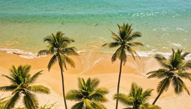 Framing tall coconut palms casting long shadows over golden beach and clear turquoise surf