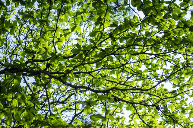 View of tree branches with green leaves against blue sky. Nature and ecology concept