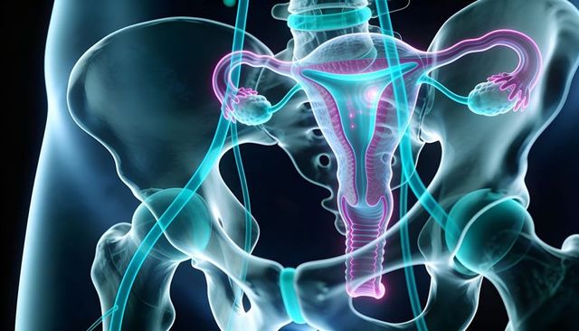Translucent female pelvic anatomy showing uterus, fallopian tubes, ovaries and hip bones