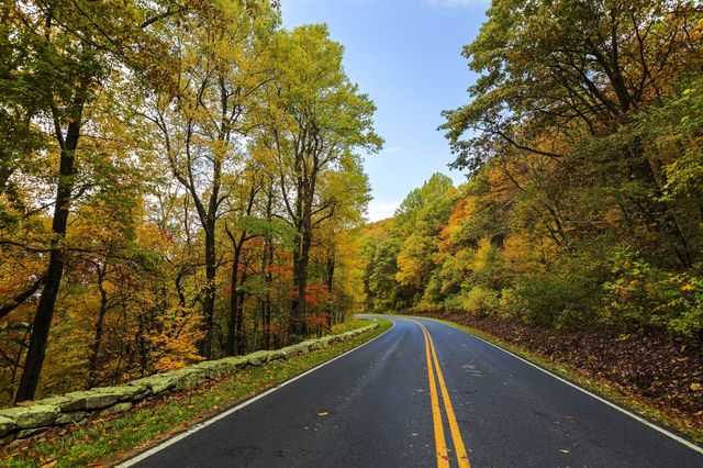 Curving road surrounded by trees showcasing vibrant fall foliage in rich colors. Use for topics related to travel, road trips, outdoor adventures, autumn season, and scenic landscapes.