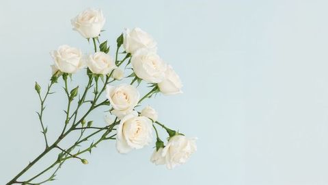 Cluster of white roses on light blue background for condolences
