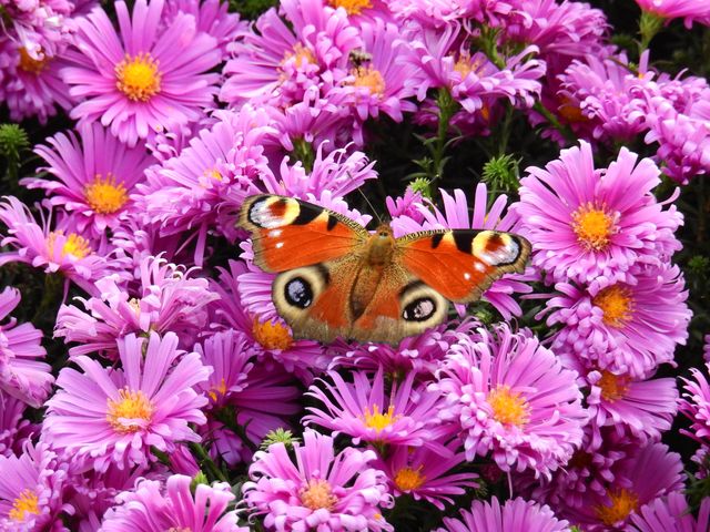 Beautiful Butterfly on Vibrant Purple Flowers in Lush Garden - Download Free Stock Photos Pikwizard.com