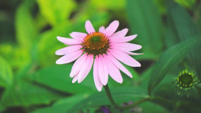 Close-up of Blooming Pink Echinacea Flower in Lush Green Garden - Download Free Stock Photos Pikwizard.com