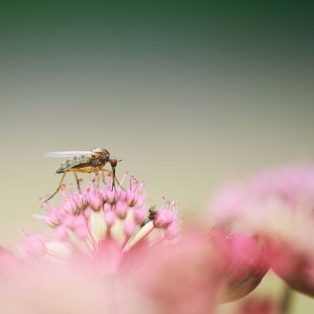 Detailed shot shows an insect engaging in pollination on vibrant pink flower. Perfect for nature-themed designs, educational resources about pollinators, and environmental conservation campaigns emphasizing biodiversity.