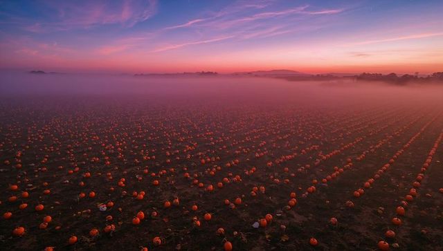 Sunrise Over Foggy Pumpkin Field with Rows of Pumpkins