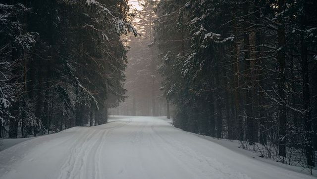 Winding snow-covered road curving into misty conifer forest at sunrise with tire tracks