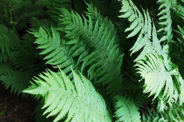Lush green fern leaves covering forest floor, ideal for themes involving nature, botany, and natural environments. Perfect for use in educational content, articles about plant life, or promotional materials for outdoor and garden products.