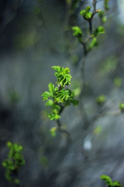 Close-up of Fresh Green Leaves on Branches in Spring - Download Free Stock Photos Pikwizard.com
