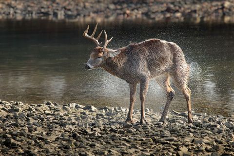 Buck Shaking Water on Rocky Riverbank, Antlers Glinting and Droplets Flying at River Edge