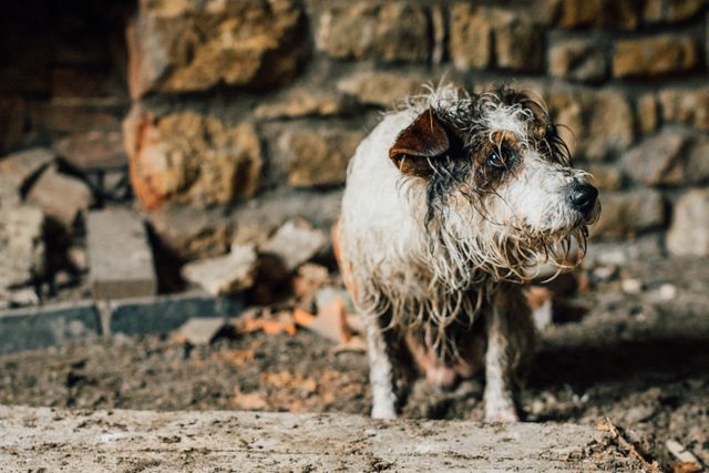 Wet scruffy small dog standing outdoors looking sideways with dappled lighting, against a rustic stone wall with scattered debris. Perfect for themes of animal resilience, rough weather days, outdoor adventures, or animal rescue stories.
