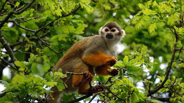 Squirrel monkey perched on leafy branches, set against green foliage in a forest. Perfect for use in wildlife articles, conservation projects, or nature blogs showcasing forest animals in their natural habitats.