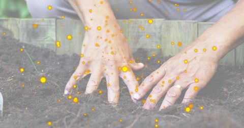 Senior hands pressing and spreading potting soil in wooden raised planter with glowing particles