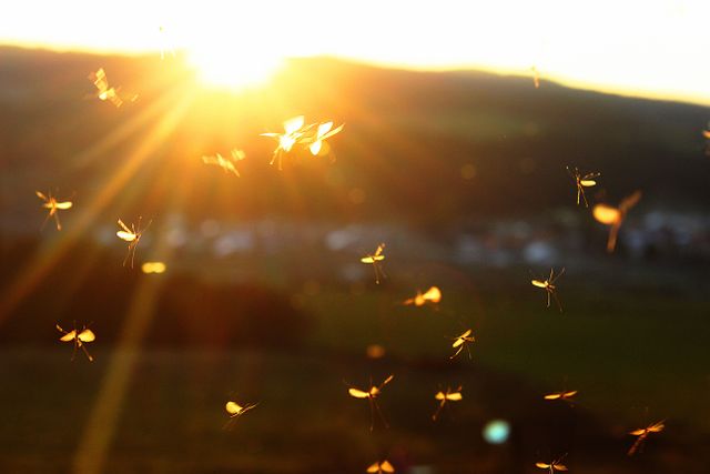 Insects are flying in a sunlit field during golden hour. Flare and warmth from the setting sun create a serene atmosphere. This image evokes feelings of tranquility and natural beauty and is ideal for use in projects related to nature, summer, relaxation, and environmental themes.