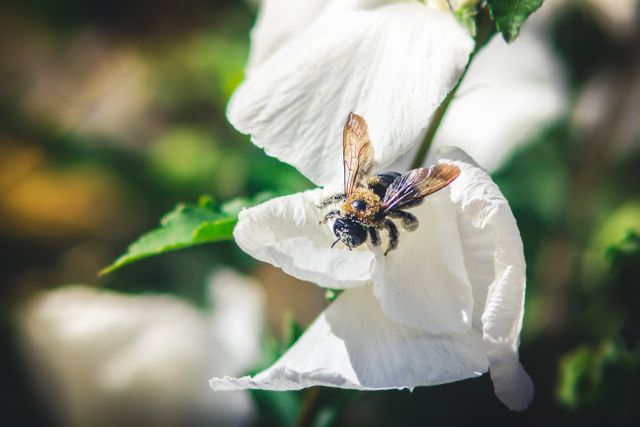 Bee pollinating large white flower in a garden on a sunny day. Ideal for nature-themed designs, educational materials about pollinators, garden and environmental projects or promoting ecological awareness.