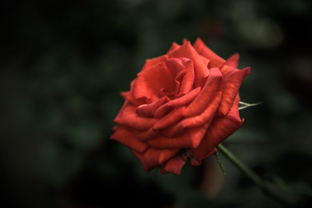 A vibrant red rose with velvety petals stands out in sharp focus against a dark, blurred background. This can be used for projects related to gardening, romance, nature, and beauty. Ideal for greeting cards, floral arrangements, and botanical studies.