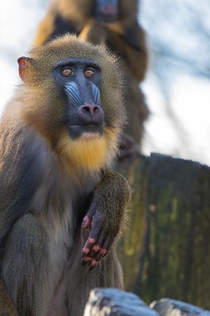 Close-up of a mandrill sitting and looking off into the distance in natural wildlife habitat. Suitable for wildlife documentaries, animal behavior studies, conservation projects, educational materials, and nature-themed imagery.