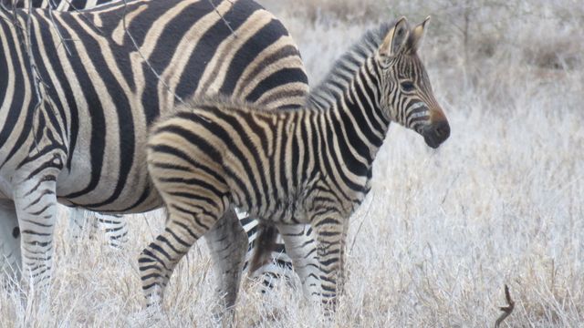Adorable zebra foal standing close to an adult zebra with distinctive black and white stripes, both on a dry grassy plain. Perfect for use in wildlife magazines, educational materials about African animals, or nature-focused media.