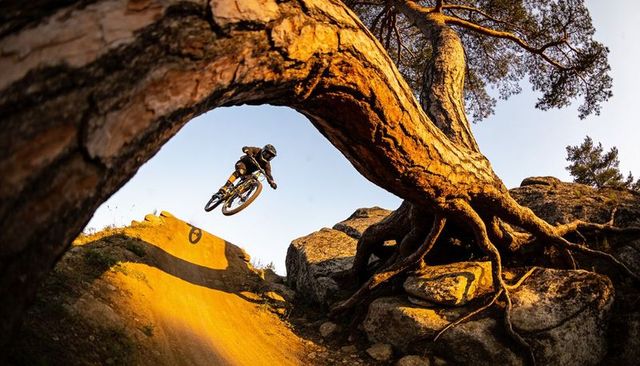 Soaring mountain biker clearing berm under arching pine trunk during golden hour