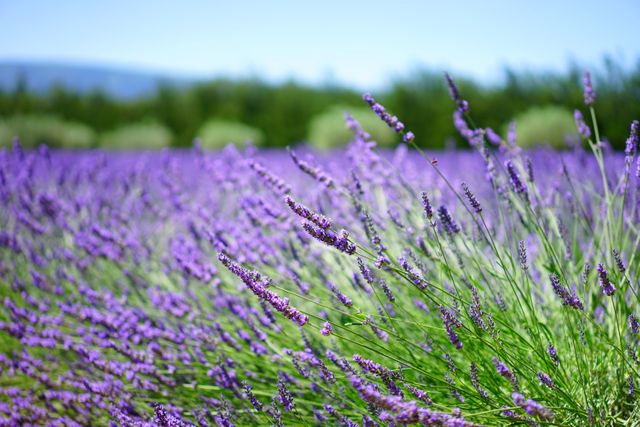 Blooming Lavender Field in Summertime with Green and Blue Background - Download Free Stock Photos Pikwizard.com