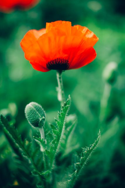 Close-Up of Vibrant Red Poppy Flower Blooming in Garden - Download Free Stock Photos Pikwizard.com