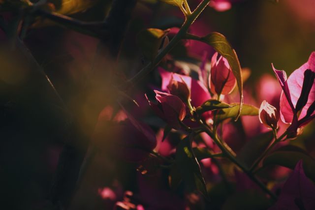 This image features silhouetted flowers in low light, creating a dramatic and moody atmosphere. Ideal for use in artistic projects, nature blogs, wallpapers, and marketing materials seeking an emotional or introspective tone.