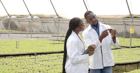 Agricultural scientists examining hydroponic seedlings in greenhouse