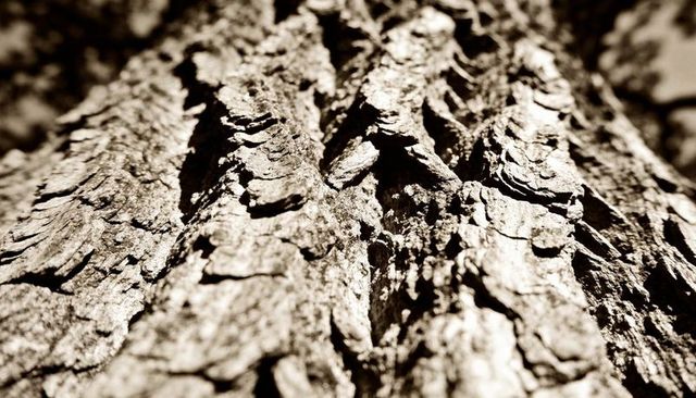Macro bark texture revealing rugged tree trunk with flaky plates and deep ridges in sepia