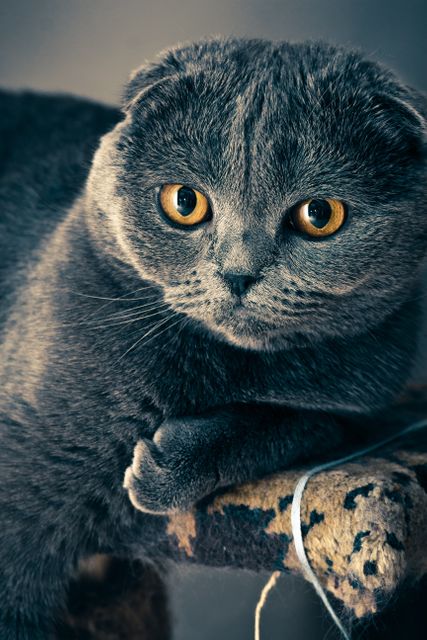 Perfect for advertisements related to pet care products, feline health, or animal rescue organizations. Ideal for blogs or articles about cat breeds, pet behaviors, or the charm of Scottish Fold cats.