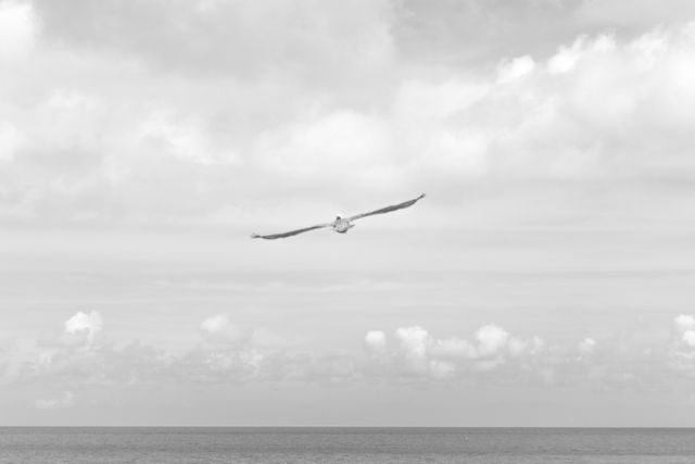 Seagull majestically flying over calm ocean under a cloudy sky. Ideal for concepts of freedom, minimalism, and natural beauty. Perfect for use in nature-themed projects, wildlife presentations, or calm and zen environments.