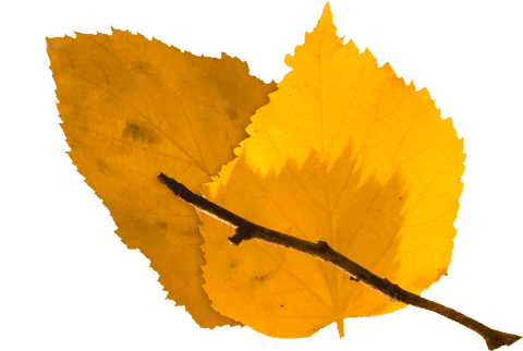 autumn yellow leaves on transparent background - Download Free Stock Videos Pikwizard.com