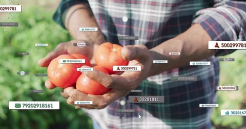Farmer Displaying Ripe Tomatoes in Data-Driven Agriculture