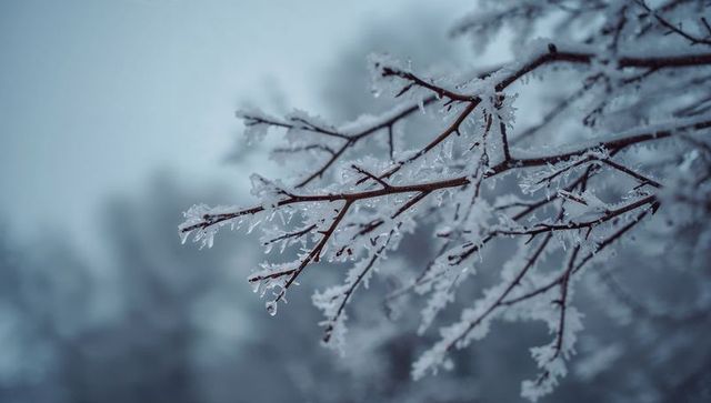 Hoarfrost-coated twig glistening with ice crystals across blurred winter forest bokeh