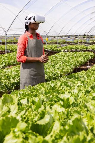 Greenhouse Technician Using VR Headset in Lettuce Farm for Innovative Agriculture