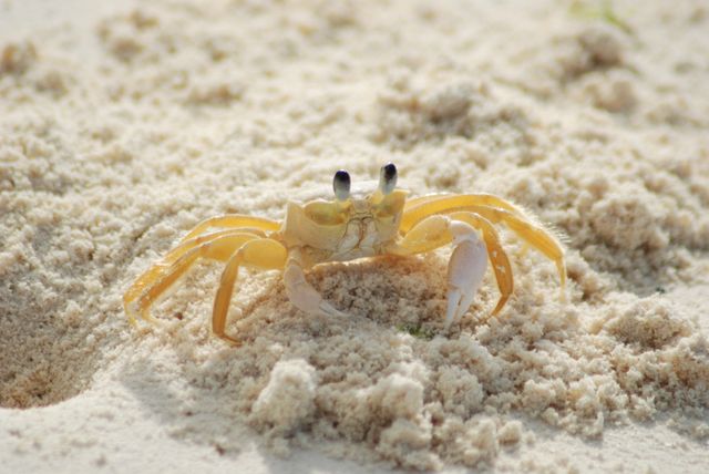 Bright yellow sand crab peeking out of its hole on sandy beach. Ideal for illustrating marine life, coastal ecosystems and beach-related concepts. Useful for summer vacation promotions, wildlife articles, and nature-themed publications.