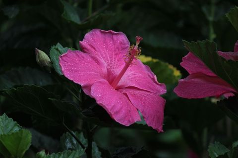 Vibrant Pink Hibiscus Blooming Amid Lush Greenery