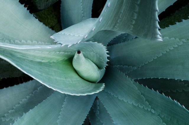 Detailed close-up of an aloe vera plant showcasing its sharp leaves and natural texture. Ideal for use in botanical studies, nature-related designs, decorative prints, wellness products, and eco-friendly promotions. The focus on the intricate plant structure highlights its unique beauty and resilience.