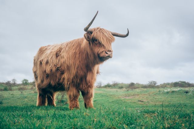 Highland cow standing on green grassland under overcast sky, perfect for illustrating natural beauty, livestock farming, pastoral life, countryside living, animal husbandry and rural environments